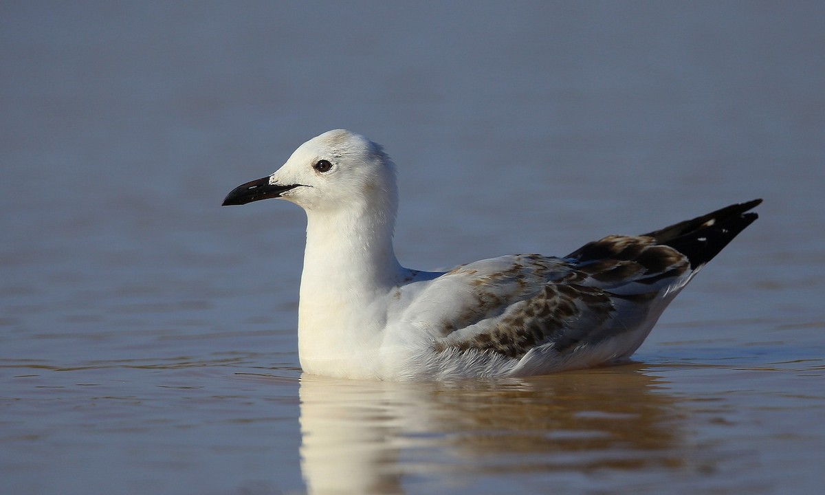 Silver Gull (Silver) - ML204822101