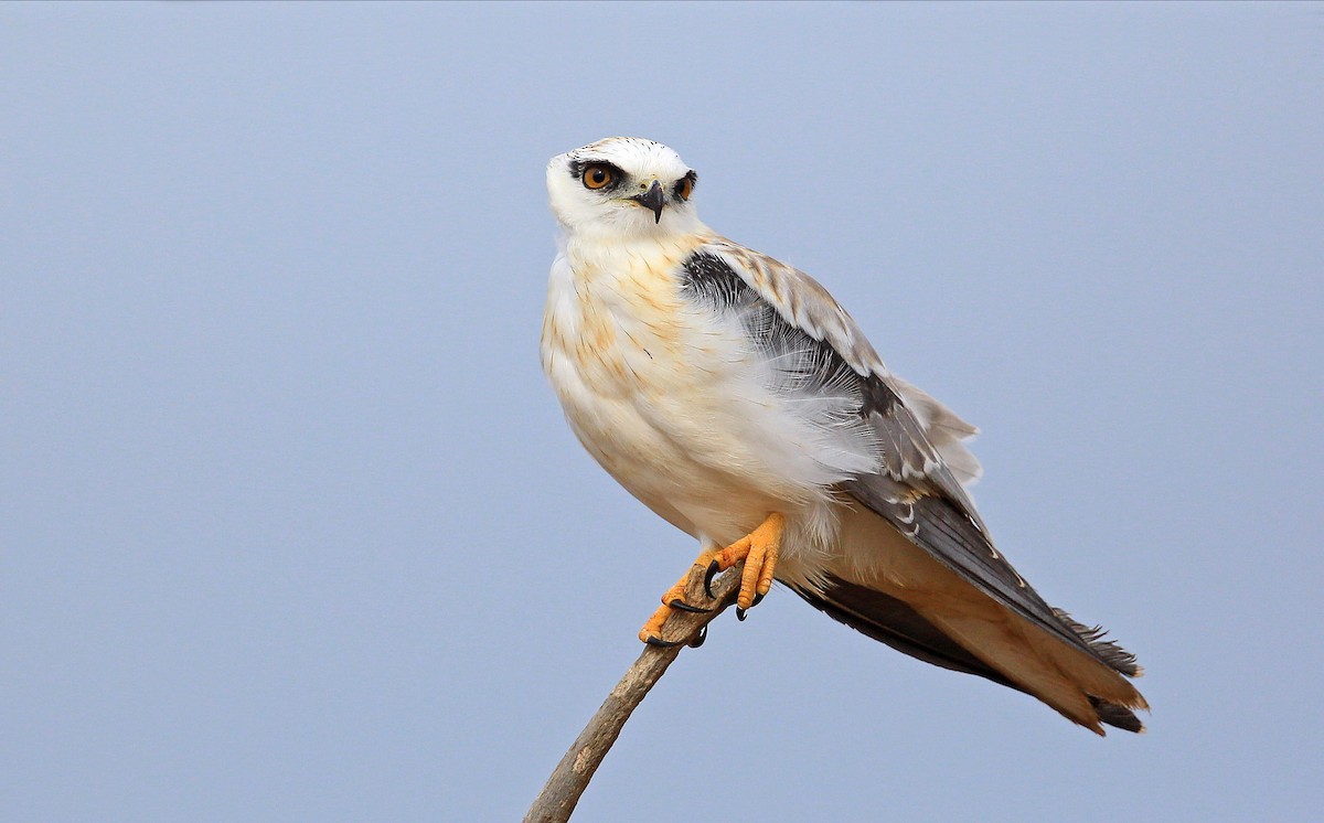 Black-shouldered Kite - ML204822171