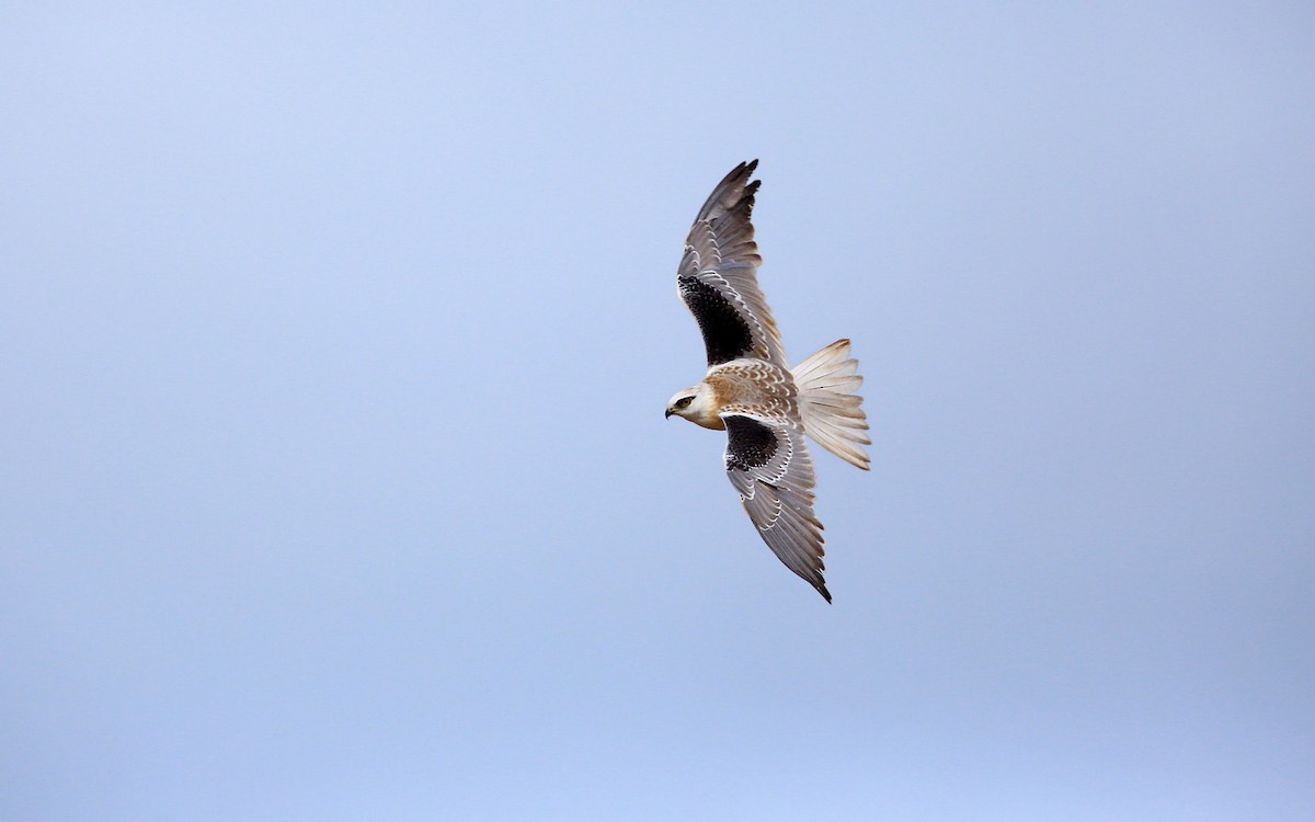 Black-shouldered Kite - ML204822181