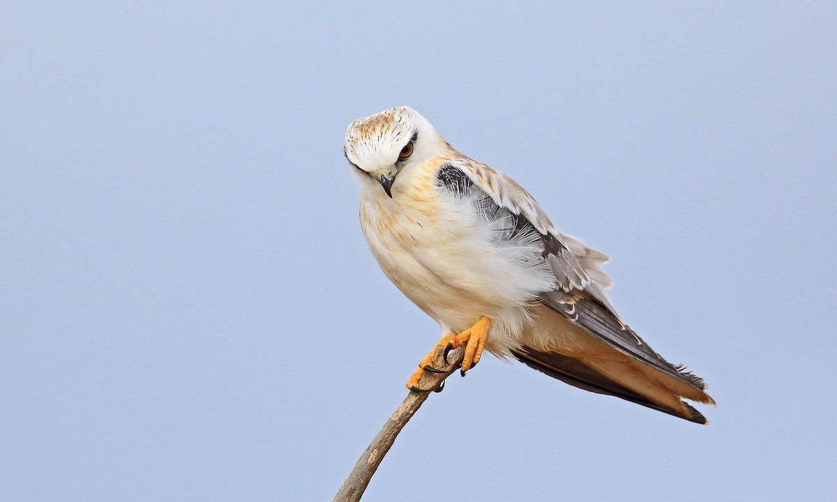 Black-shouldered Kite - ML204822191