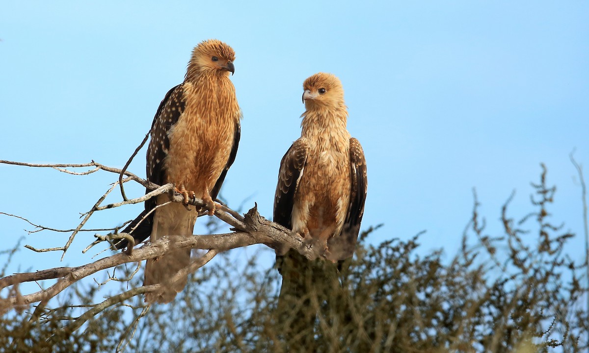 Whistling Kite - ML204822211