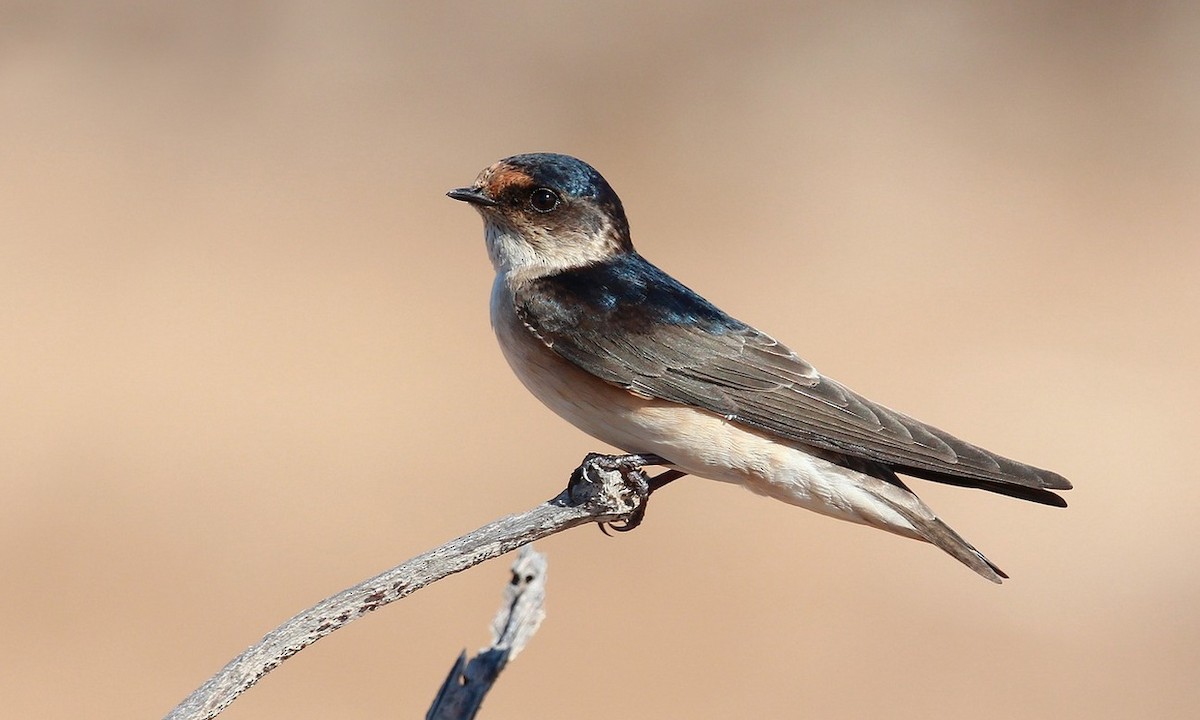 Tree Martin - Brian Huggett