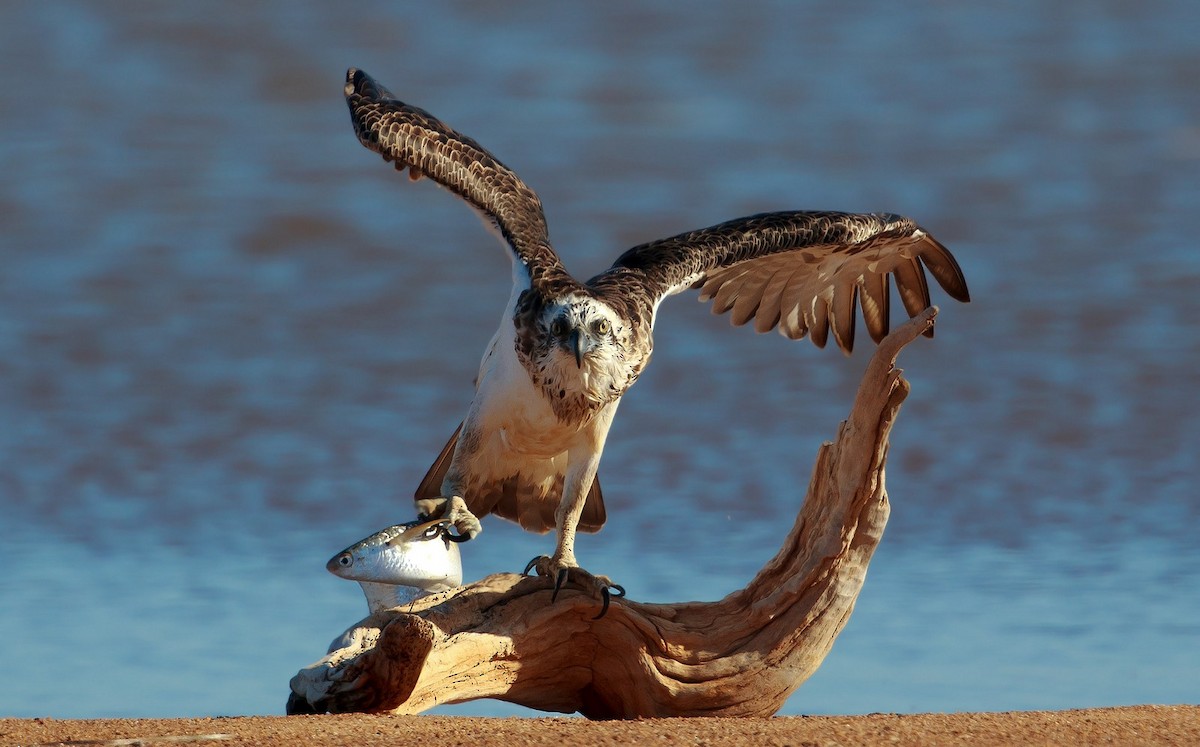 Osprey (Australasian) - ML204822241