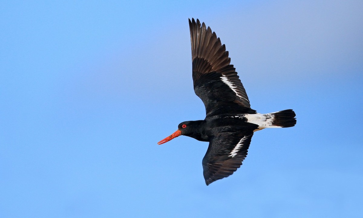 Pied Oystercatcher - ML204822251