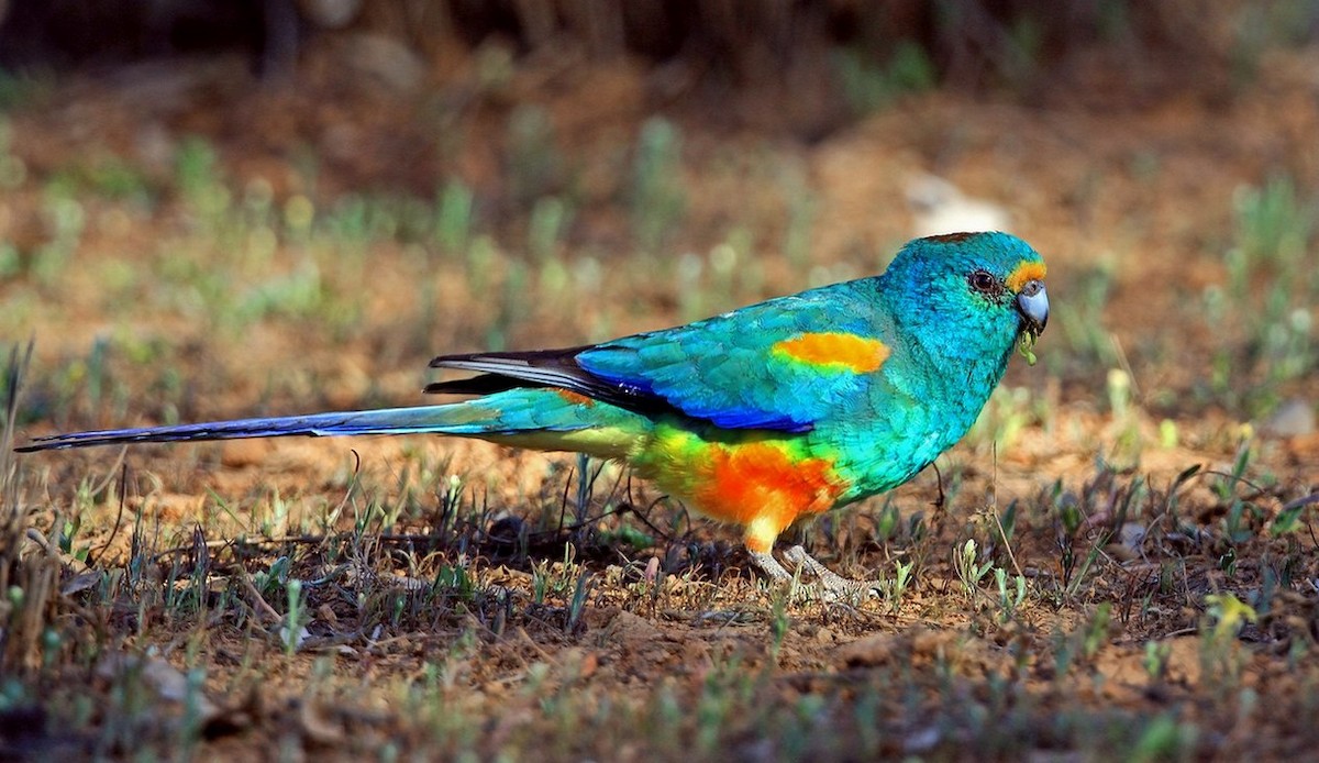Разноцветный попугайчик - ML204822271