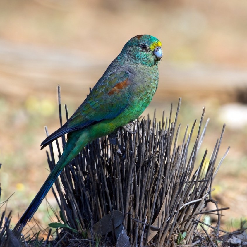 Mulga Parrot - Brian Huggett