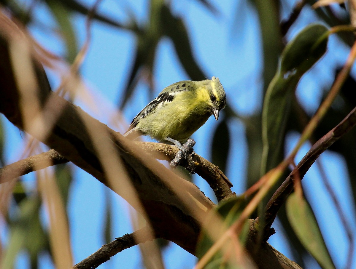 Indian Yellow Tit - ML204822361