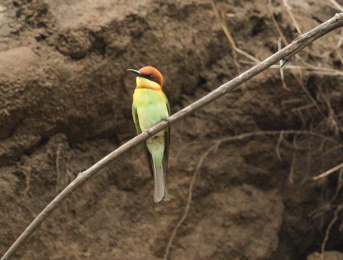 Chestnut-headed Bee-eater - Luis Mario Arce