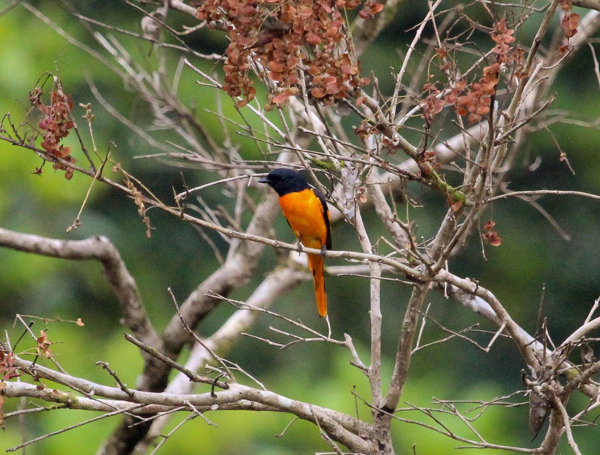 Small Minivet - ML204822511