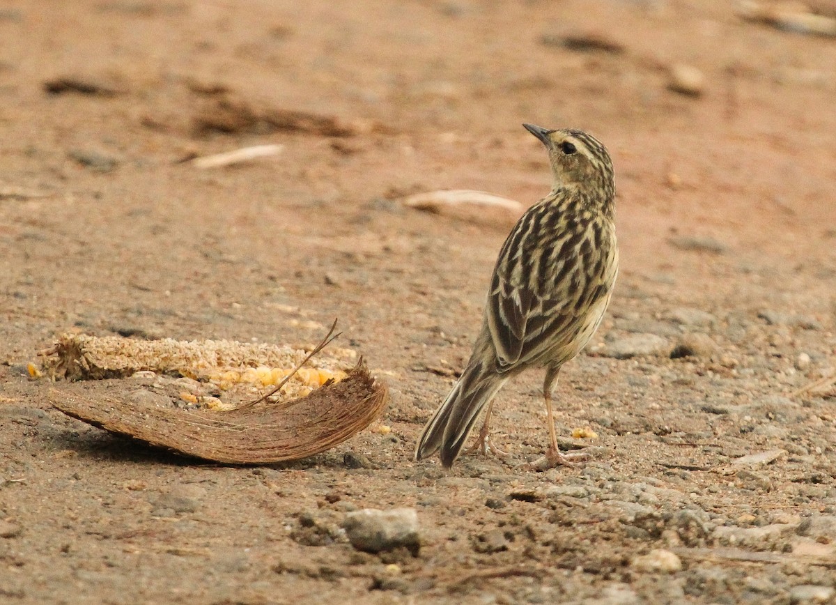 Nilgiri Pipit - ML204822541