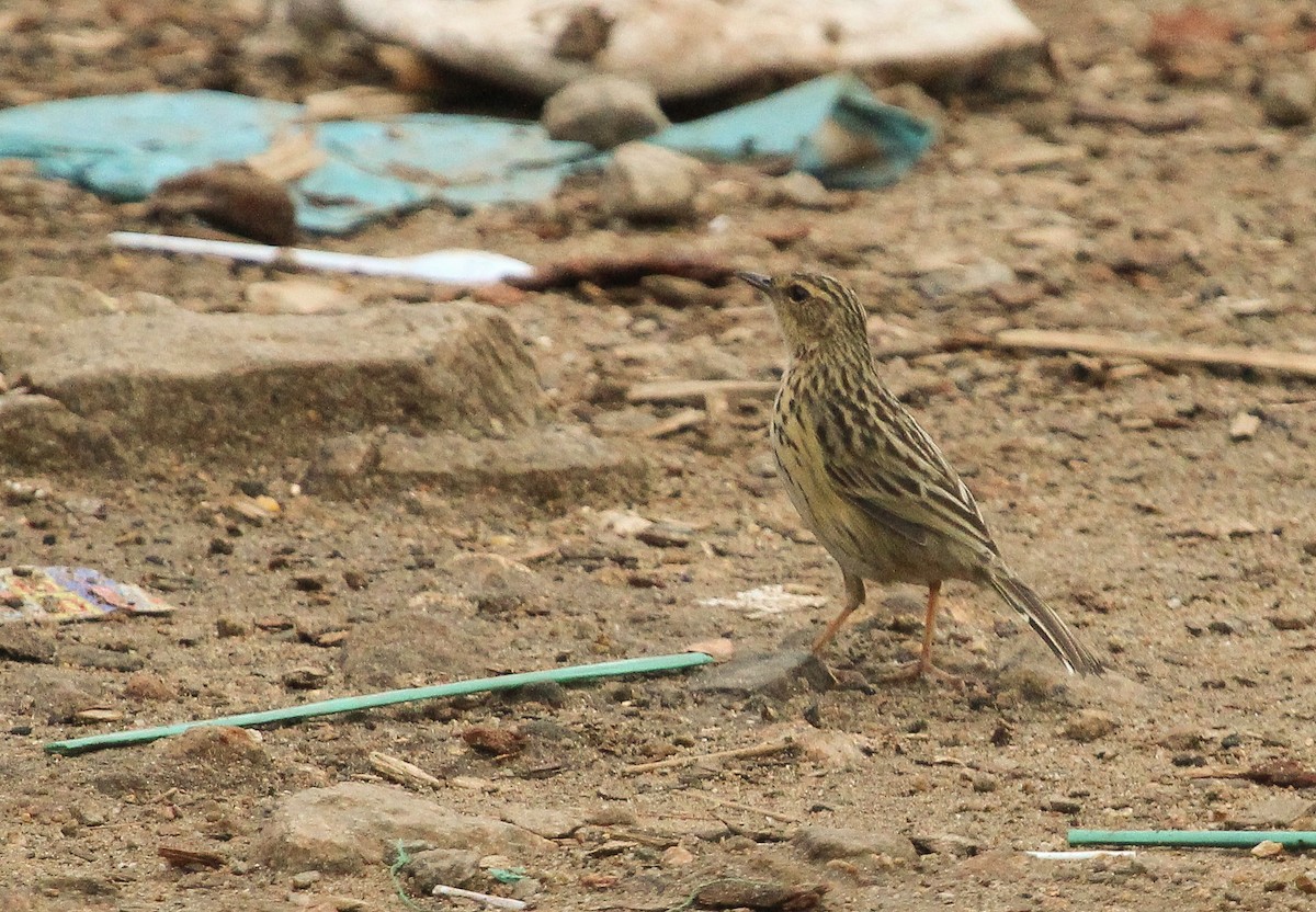 Nilgiri Pipit - ML204822551