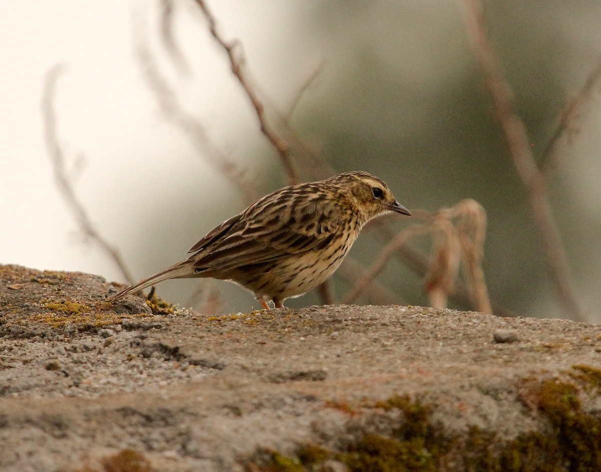 Nilgiri Pipit - ML204822561