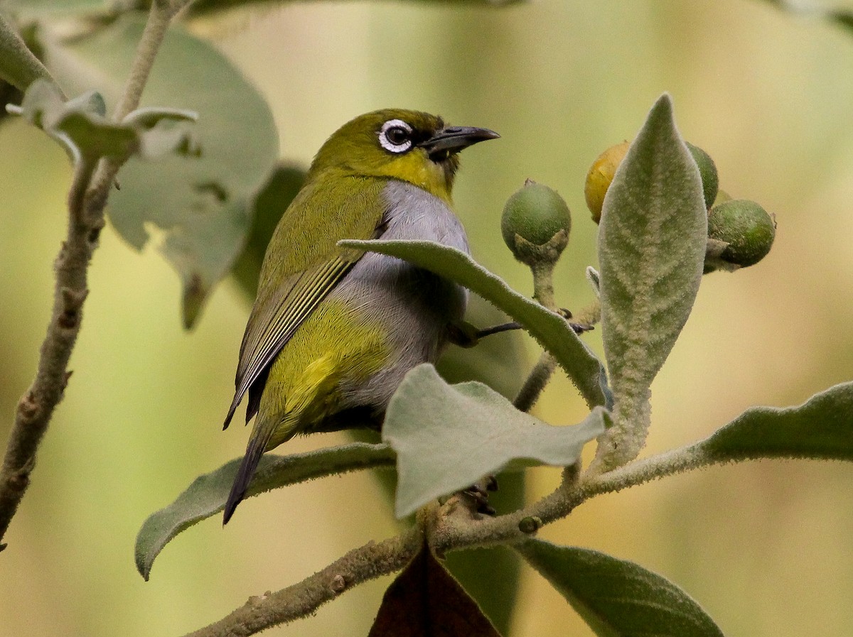 Indian White-eye - ML204822621