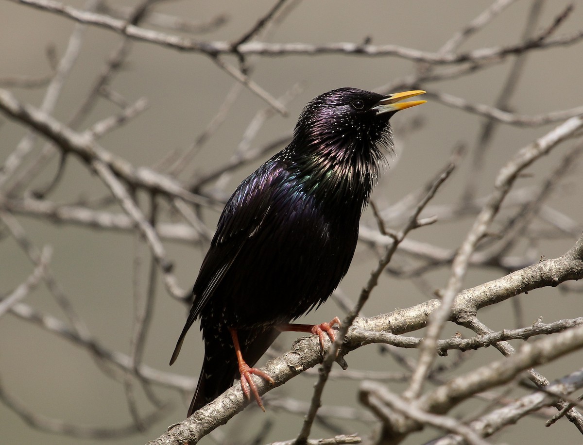 European Starling - Luis Mario Arce