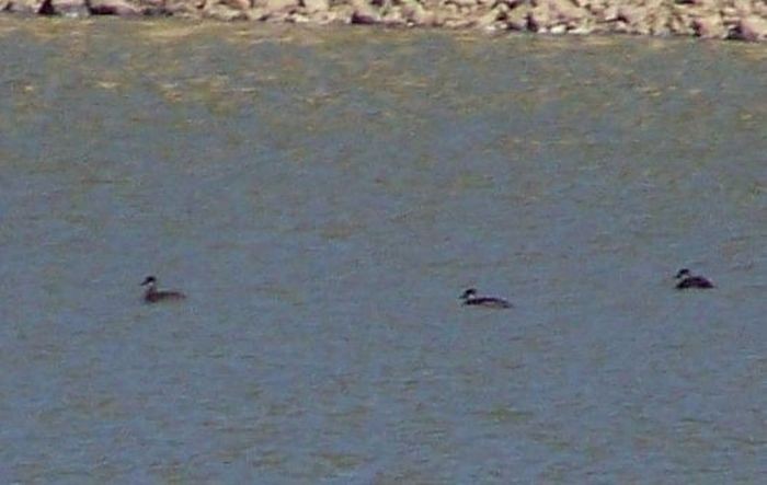 Black Scoter - Eric Hough