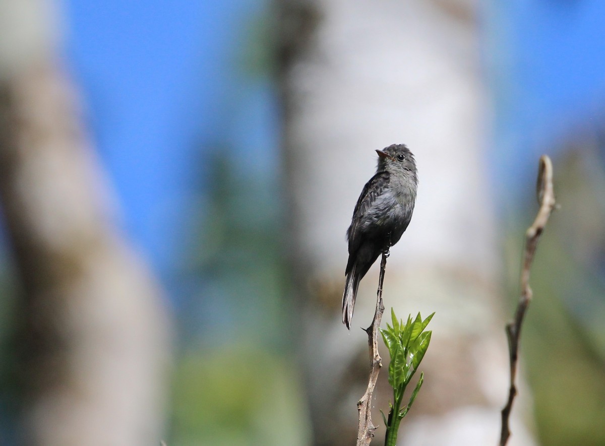 Blackish Pewee - ML204823801