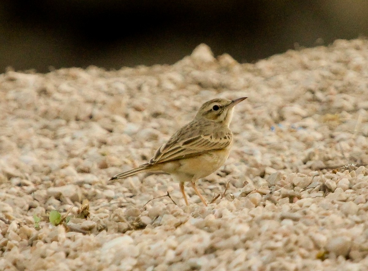 Long-billed Pipit (Arabian) - ML204824641