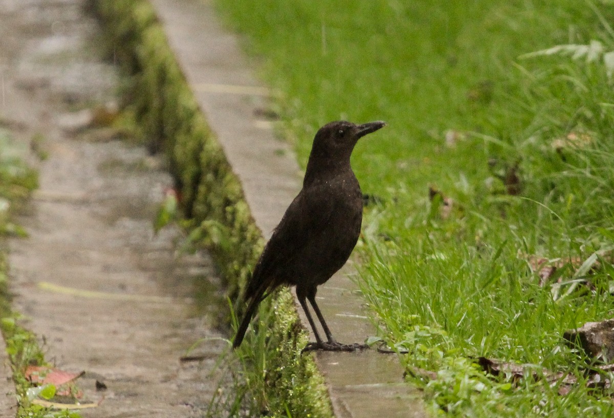 Bornean Whistling-Thrush - ML204824831