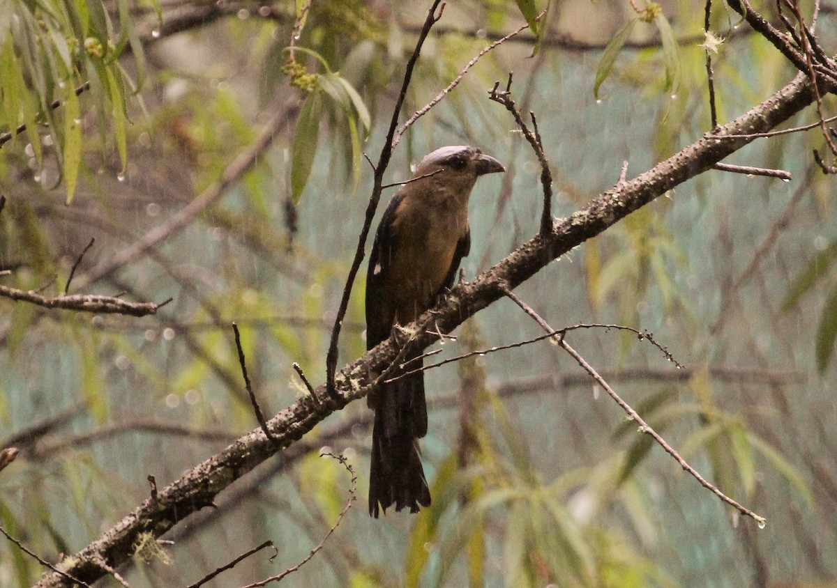 Bornean Treepie - ML204824841