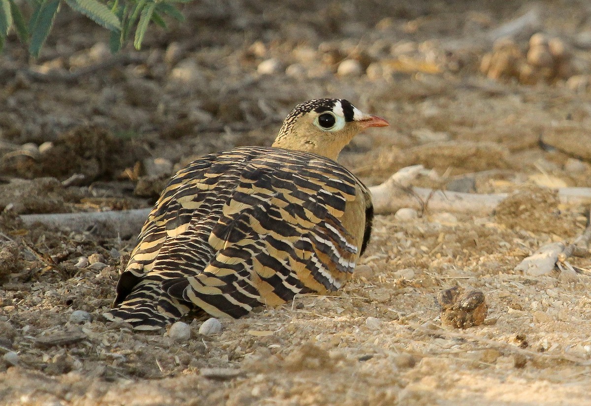 Painted Sandgrouse - Luis Mario Arce