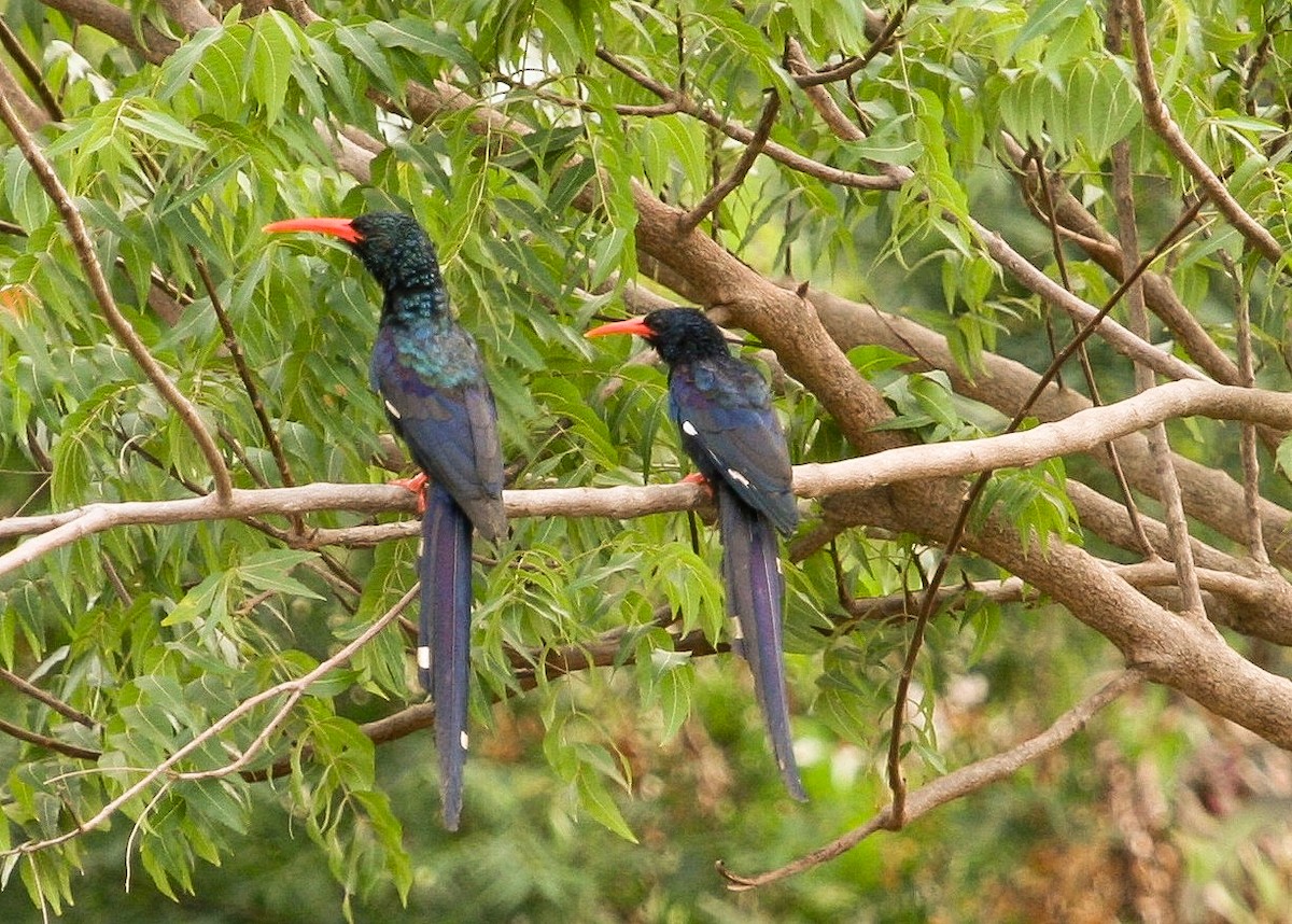 Green Woodhoopoe - ML204825601