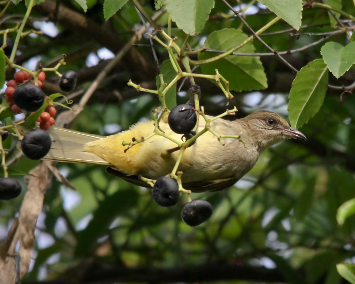 Streak-eared Bulbul - ML204826111