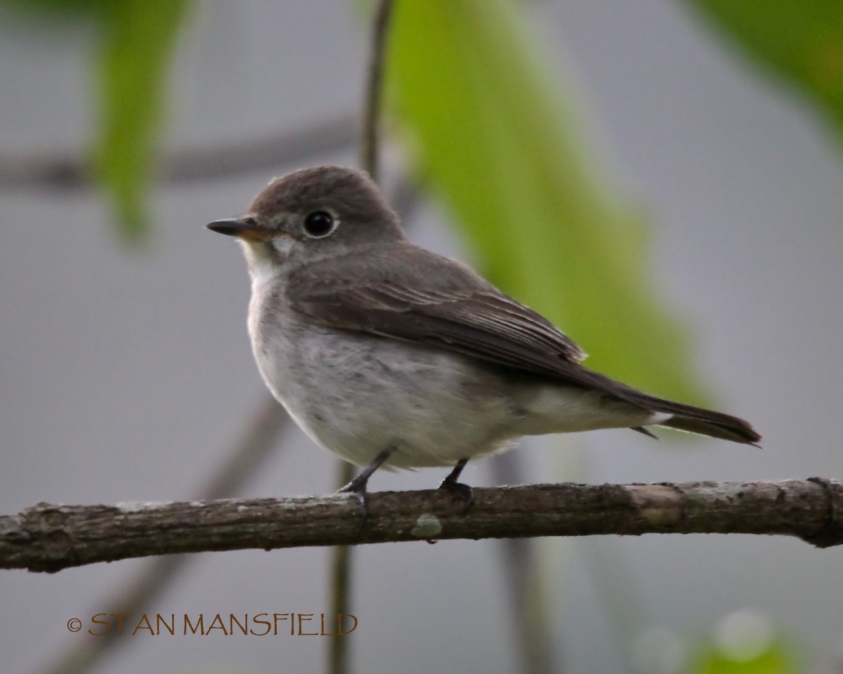 Asian Brown/Brown-streaked Flycatcher - ML204826121