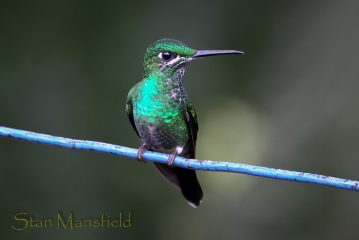 Green-crowned Brilliant - STAN MANSFIELD
