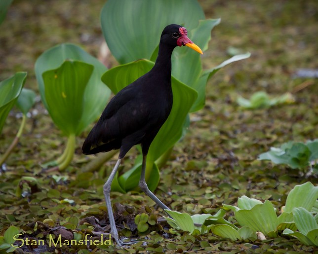 Wattled Jacana (Black-backed) - STAN MANSFIELD