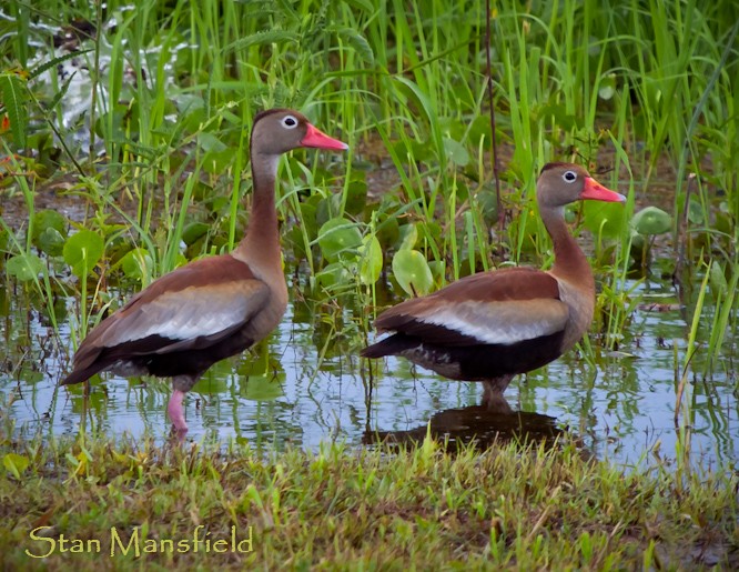 Black-bellied Whistling-Duck (autumnalis) - STAN MANSFIELD