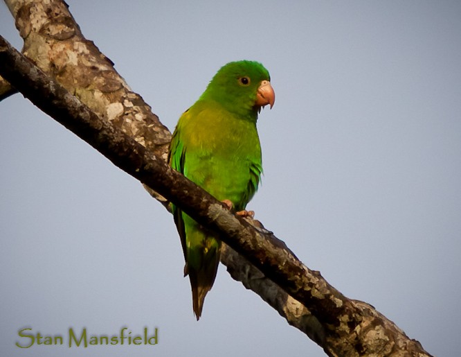 Orange-chinned Parakeet - STAN MANSFIELD