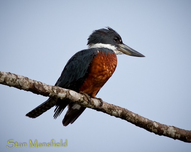 Ringed Kingfisher - STAN MANSFIELD