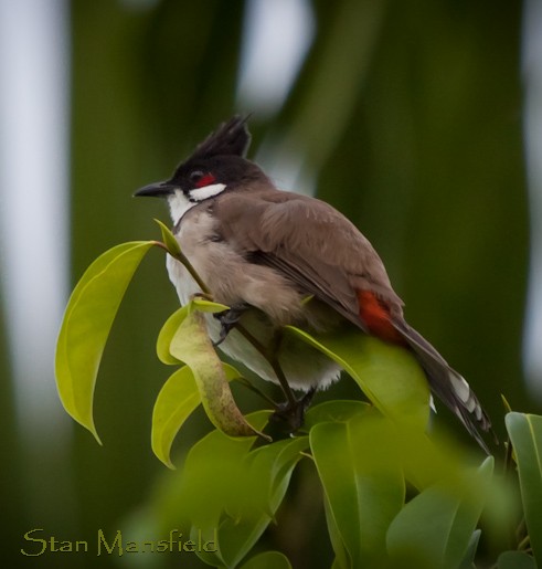 Red-whiskered Bulbul - STAN MANSFIELD