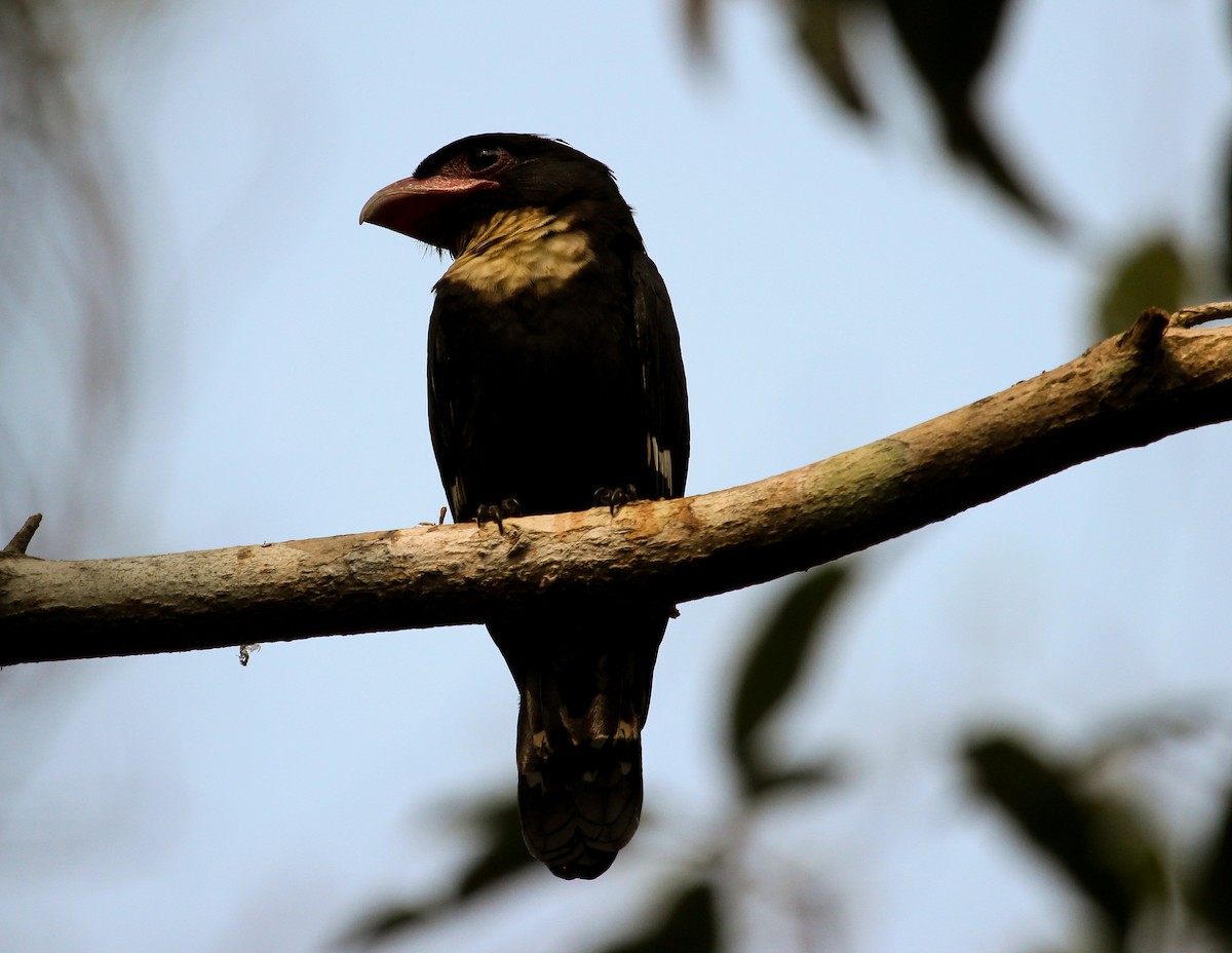 Dusky Broadbill - ML204826401