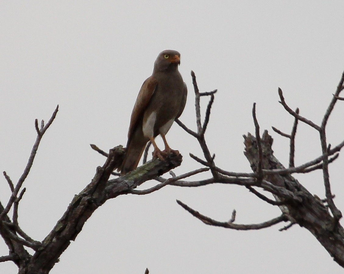 Rufous-winged Buzzard - ML204826651