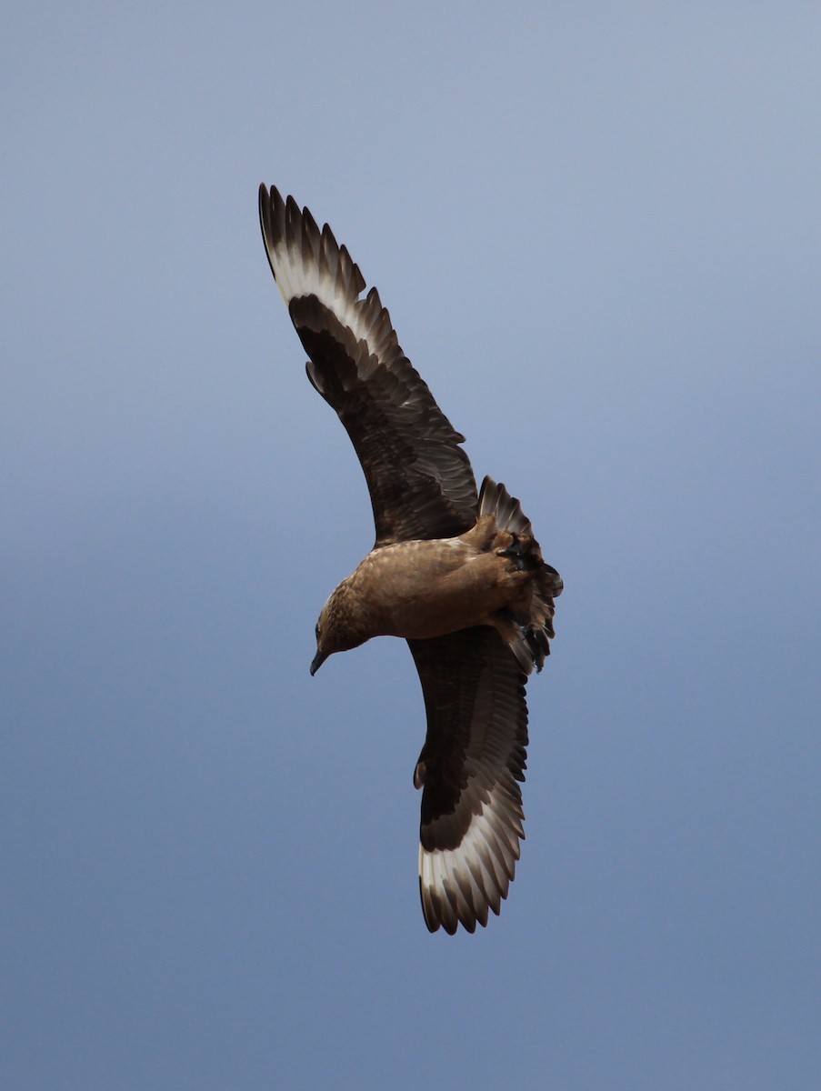 Great Skua - Luis Mario Arce