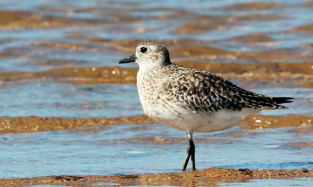 Black-bellied Plover - Brian Huggett