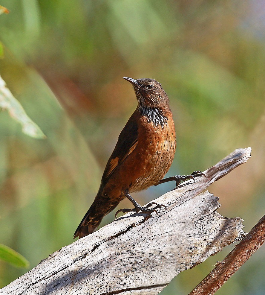 Black-tailed Treecreeper - ML204828081