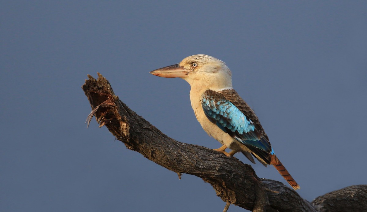 Martin-chasseur à ailes bleues - ML204828101