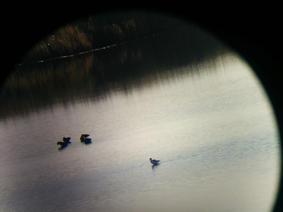 Pied Avocet - ML20482811