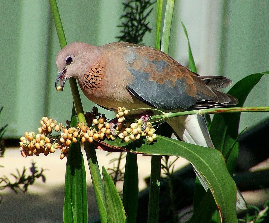 Laughing Dove - Brian Huggett