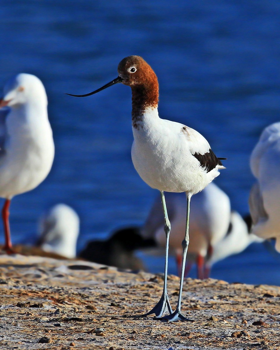 Red-necked Avocet - ML204828201