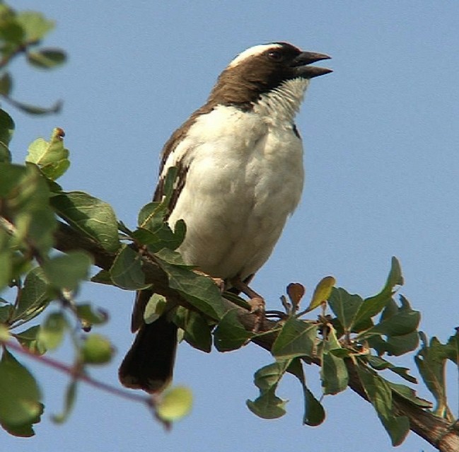 White-browed Sparrow-Weaver (Black-billed) - ML204828221