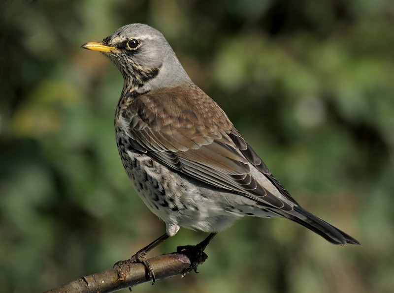 Fieldfare - ML204828231