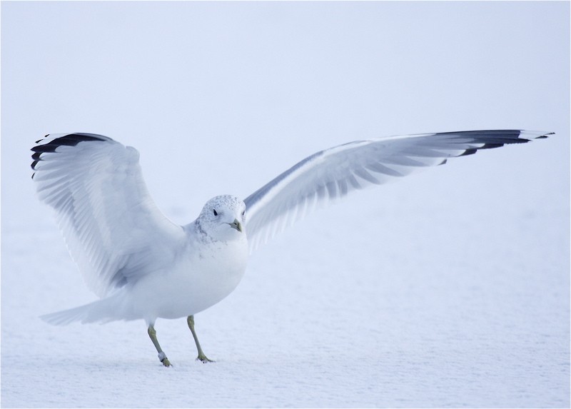 Common Gull - ML204828251