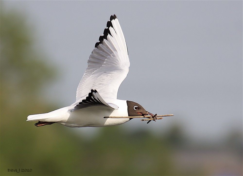 Black-headed Gull - ML204828301