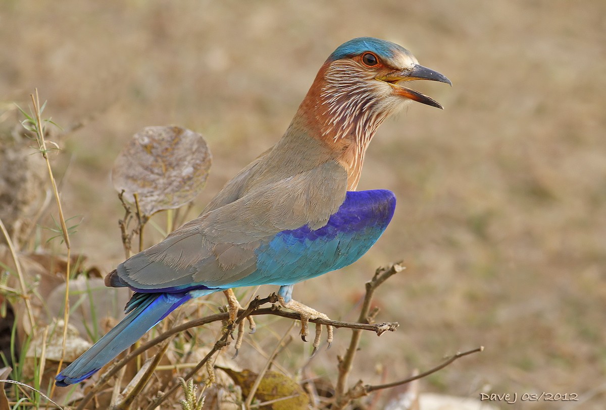 Indian Roller - ML204828321