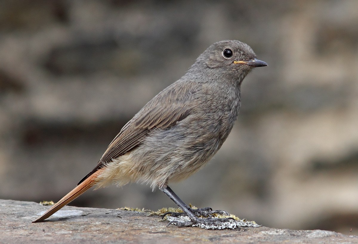Black Redstart - ML204828351