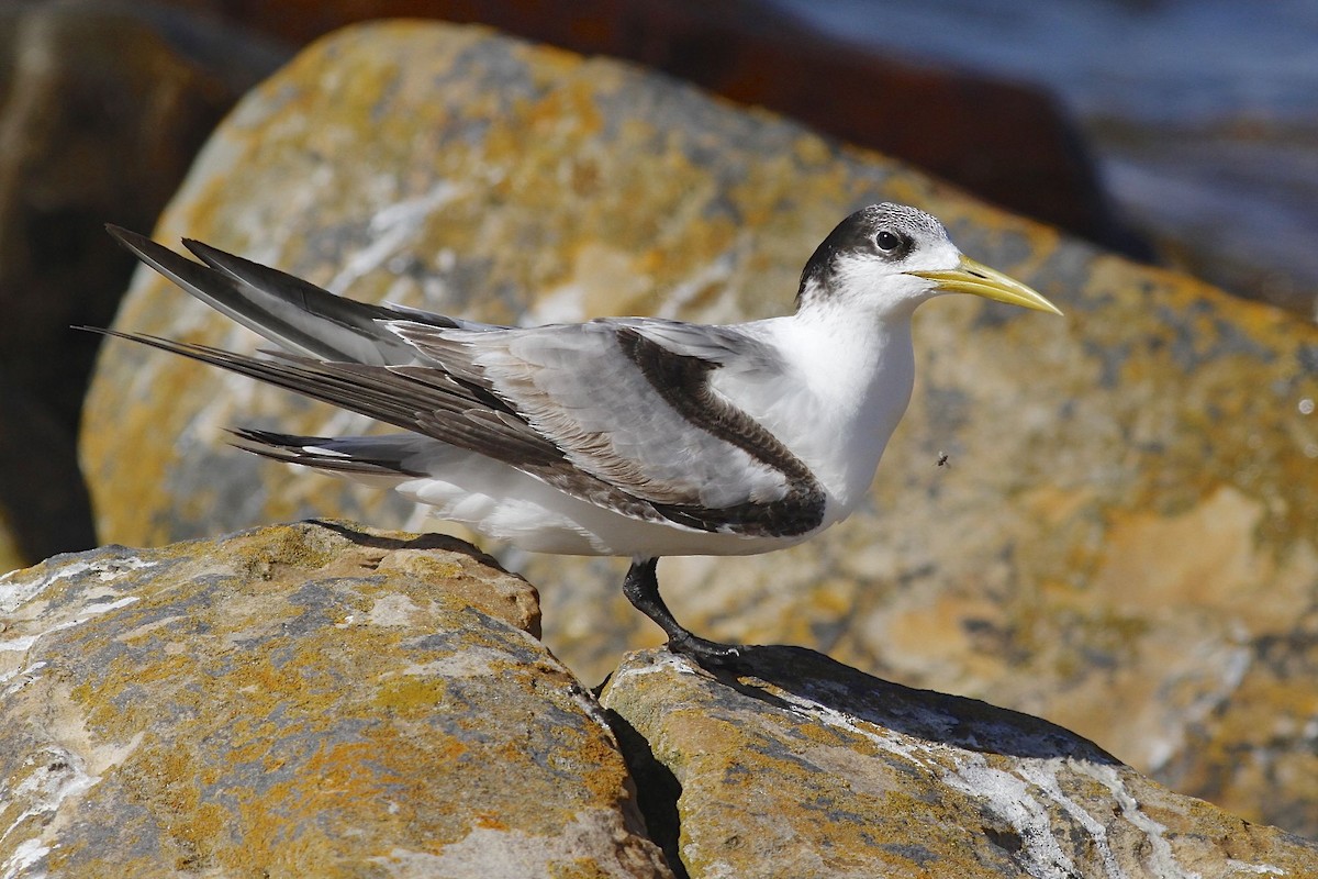 Great Crested Tern - ML204828361