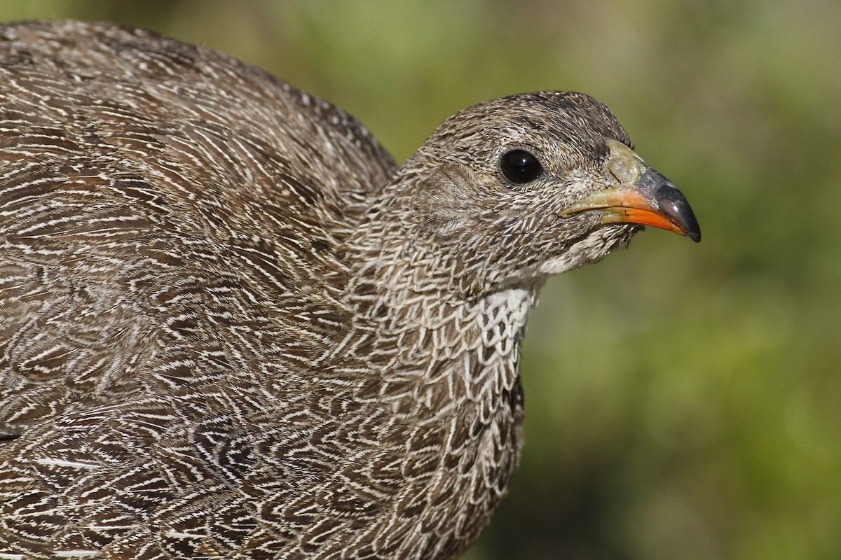 Cape Spurfowl - ML204828381